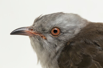 A plaintive cuckoo bird Cacomantis merulinus isolated on white background
