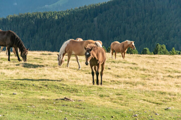 Naklejka na ściany i meble Horse over Dolomite landscape Geisler Odle mountain Dolomites Group Val di Funes