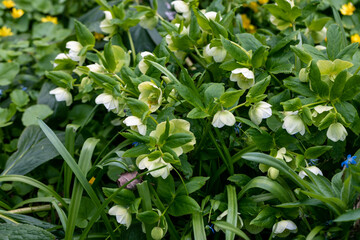 Helleborus orientalis Ballard hybrids Yellow Spotted flower 