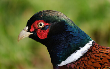 Pheasants are birds of several genera within the family Phasianidae in the order Galliformes. Although they can be found all over the world in introduced populations,.