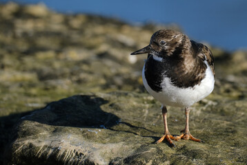 Turnstones are two bird species that comprise the genus Arenaria in the family Scolopacidae. They are closely related to calidrid sandpipers and might be considered members of the tribe Calidriini.