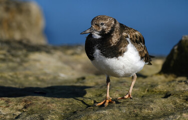 Turnstones are two bird species that comprise the genus Arenaria in the family Scolopacidae. They are closely related to calidrid sandpipers and might be considered members of the tribe Calidriini.