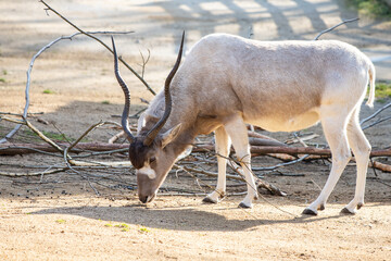 an addax antilope looking for grass