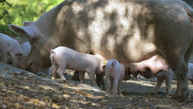 Close up shot of cut Pig Family resting on countryside with piglets drinking from udder