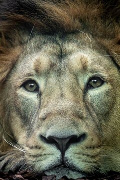 portrait of a male lion looking straight