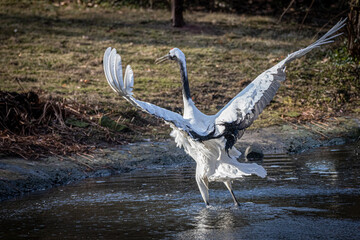 a red crowned crane spreading its wings standing in the water