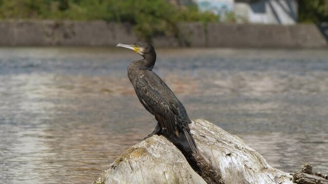 Close up shot of pretty black Great Cormorant resting on rock in sunshine in front of river - prores high quality