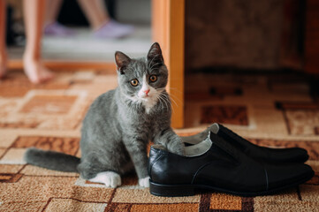 A curious kitten is playing with shoes in the house 3964.