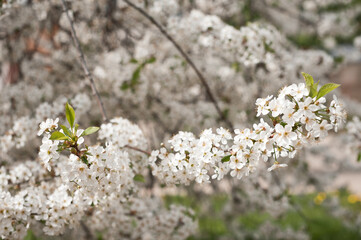 A branch of cherry blossoms on a sunny spring day 4015.