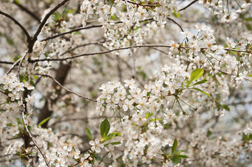A branch of cherry blossoms on a sunny spring day 4016.