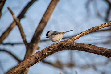 sparrow on branch