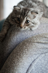 The fluffy cat is lying on the back of the sofa 4134.
