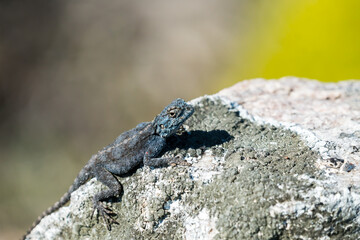 southern rock agama (Agama atra) or southern African rock agama closeup on a rock in Western Cape, South Africa