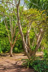 Tropical jungle plants trees walking trails Muyil Mayan ruins Mexico.