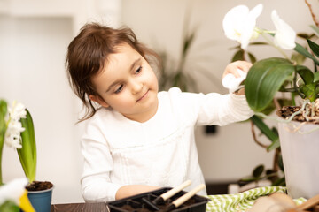 Home gardening. Little kid girl helping to care for home plants, green environment at home