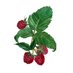 A composition of watercolor elements hand-painted with watercolor, a branch of red raspberry and a green leaf isolated on a white background.