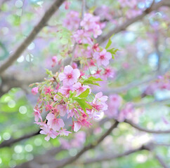 河津桜のアップ