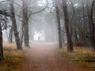 Hiker in misty forest in the morning and heather over sandy path