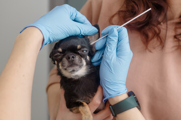 Vet takes swab from dog's ear. Pet on owners hand