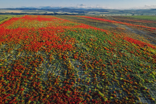 Flowering poppy field. Aerial drone view. Red flowers in outdoor © artifirsov