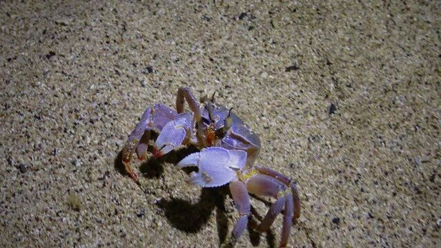 Red Sea ghost crab (Ocypode saratan, crab runs along the sand, burrows in the sand on the beach of the Red Sea