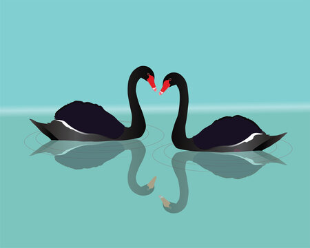 A vector illustration of a two black swans swimming in the water. You can see the reflection of the big black birds in the water. Waves are visualized with grey thin circles.
