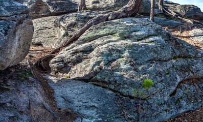 Pine roots close-up on the rocks of the mountain top in autumn