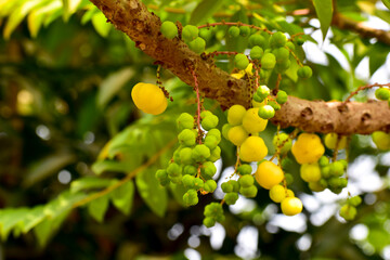 Plenty amla fruits in rainy season, herb medicine.