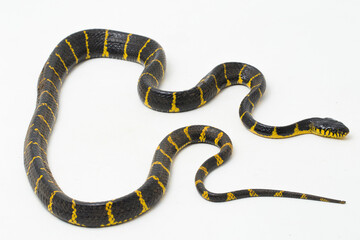 Boiga dendrophila mangrove snake or gold-ringed cat snake on white background
