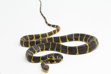 Fototapeta premium Boiga dendrophila mangrove snake or gold-ringed cat snake on white background 
