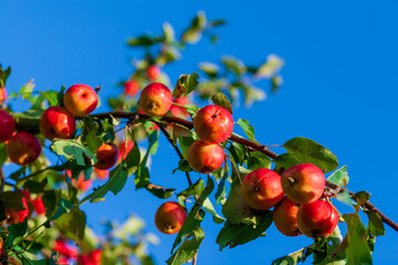 Bright red apples on a branch. A branch with many red ripe apples against a rich blue sky.
