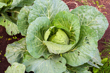 Young white cabbage beaten with hail. White cabbage in the garden.