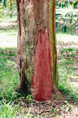 Durian tree use treatment for root rot disease, fhytophthora fungus, problem of agriculture in Thailand