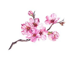 Pink cherry blossom, branch of sakura flowers in springtime. Watercolor blooming twig