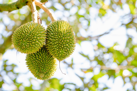 Groups young durian on the branch in the garden was blurred background, agriculture in Thailand
