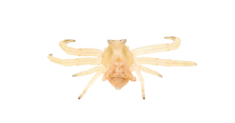 Crab spider isolated on white background, Thomisus onustus male
