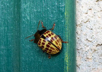 Black, yellow and brown dotted beetle on green background