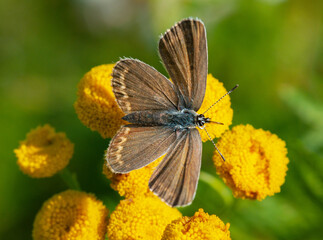 Brown butterfly on a yellow flower