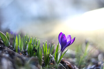 Spring purple crocus flower. First crocuses, bokeh background.
