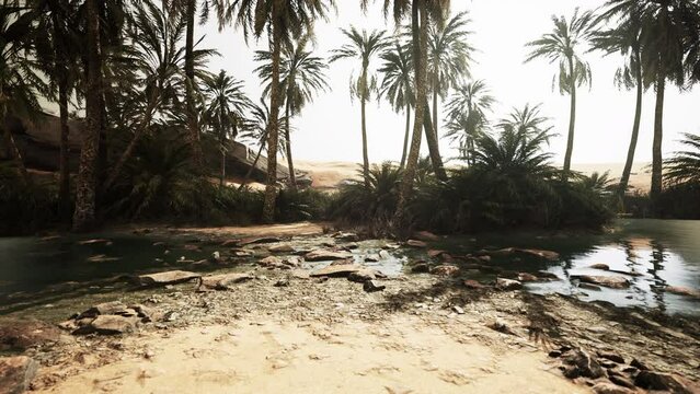 Pond and palm trees in desert oasis