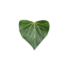 Green Leaf in Heart Shape Isolated on a White Background. Evergreen Ivy
