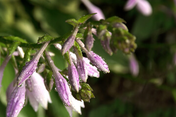 The flowering hosta with rain drops. Hosta after rain. Selective focus.