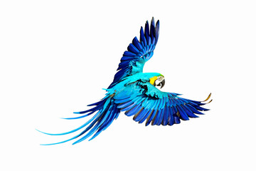 Macaw Parrot flying isolated on white.
