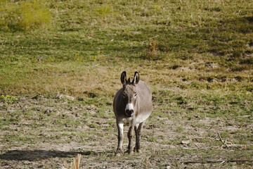 Mini donkey in rural field for portrait.