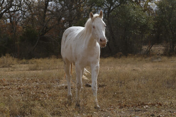 Obraz na płótnie Canvas Young white horse in Texas farm field during winter season.
