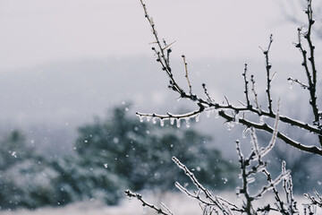 Ice on mesquite tree branch with snow in blurred background of Texas hill country.