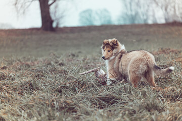 Fototapeta premium Rough Collie Welpe Outdoor Herbst Winter hübsch
