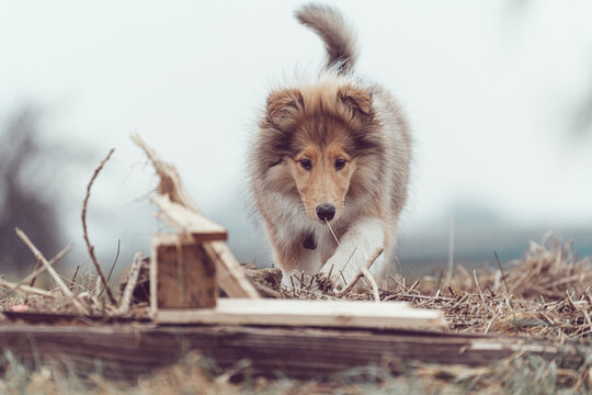 Rough Collie Welpe Outdoor Herbst Winter h&uuml;bsch