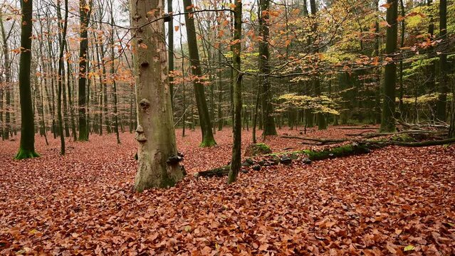 Dead wood in autumn beech forest, camera crane driving upwards, gimbal shot, emsland, lower saxony, (fagus sylvatica), germany