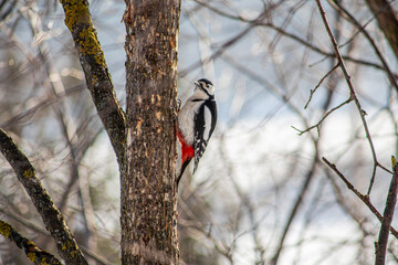 woodpecker on tree